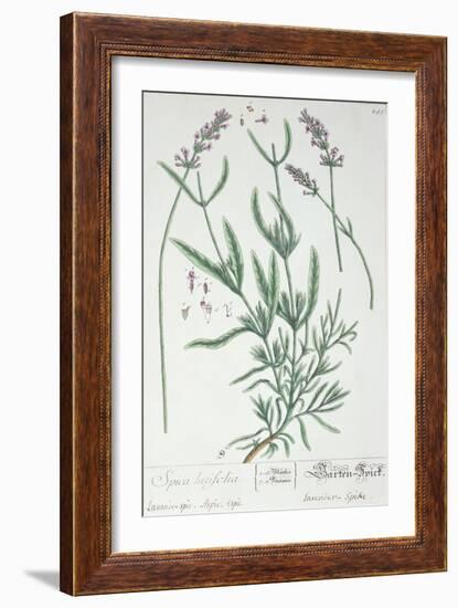 Lavender Spike, Plate from Herbarium Blackwellianum by the Artist, 1757-Elizabeth Blackwell-Framed Giclee Print