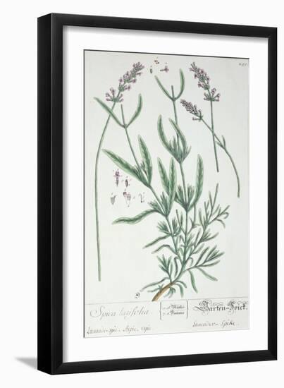 Lavender Spike, Plate from Herbarium Blackwellianum by the Artist, 1757-Elizabeth Blackwell-Framed Giclee Print