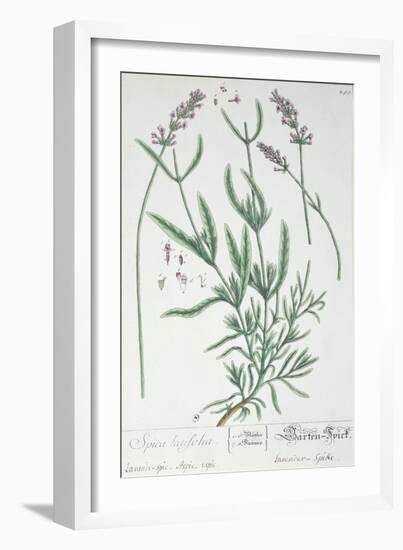 Lavender Spike, Plate from Herbarium Blackwellianum by the Artist, 1757-Elizabeth Blackwell-Framed Giclee Print