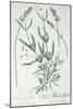 Lavender Spike, Plate from Herbarium Blackwellianum by the Artist, 1757-Elizabeth Blackwell-Mounted Giclee Print