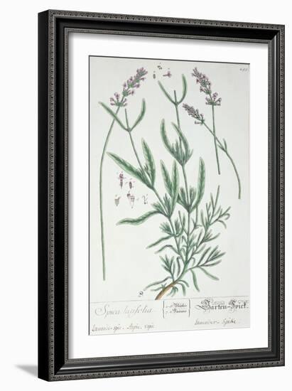 Lavender Spike, Plate from Herbarium Blackwellianum by the Artist, 1757-Elizabeth Blackwell-Framed Giclee Print