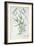 Lavender Spike, Plate from Herbarium Blackwellianum by the Artist, 1757-Elizabeth Blackwell-Framed Giclee Print