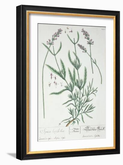 Lavender Spike, Plate from Herbarium Blackwellianum by the Artist, 1757-Elizabeth Blackwell-Framed Giclee Print