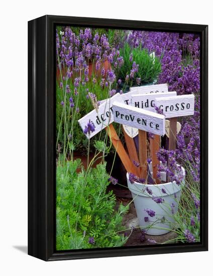 Lavender Stakes with Names and Lavender in Pots, Washington, USA-Janell Davidson-Framed Premier Image Canvas