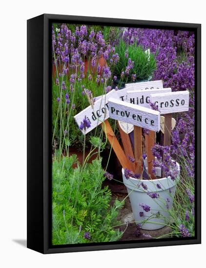 Lavender Stakes with Names and Lavender in Pots, Washington, USA-Janell Davidson-Framed Premier Image Canvas