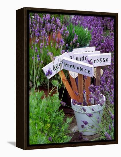 Lavender Stakes with Names and Lavender in Pots, Washington, USA-Janell Davidson-Framed Premier Image Canvas