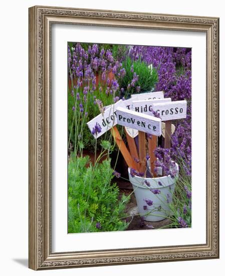 Lavender Stakes with Names and Lavender in Pots, Washington, USA-Janell Davidson-Framed Photographic Print