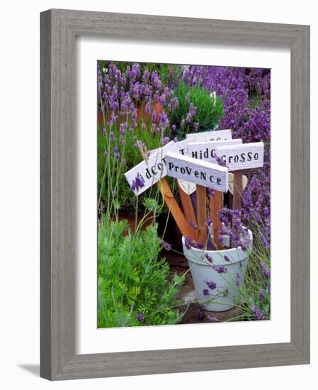 Lavender Stakes with Names and Lavender in Pots, Washington, USA-Janell Davidson-Framed Photographic Print