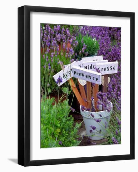 Lavender Stakes with Names and Lavender in Pots, Washington, USA-Janell Davidson-Framed Photographic Print