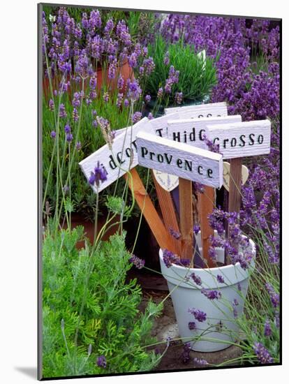 Lavender Stakes with Names and Lavender in Pots, Washington, USA-Janell Davidson-Mounted Photographic Print