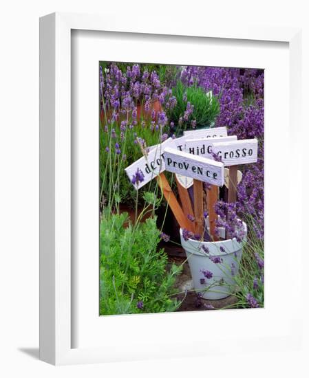 Lavender Stakes with Names and Lavender in Pots, Washington, USA-Janell Davidson-Framed Photographic Print