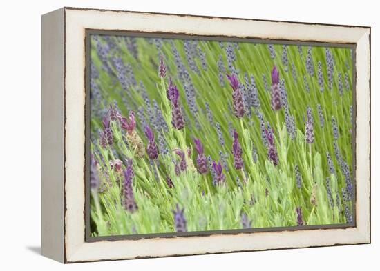 Lavender Sway I-Dana Styber-Framed Premier Image Canvas