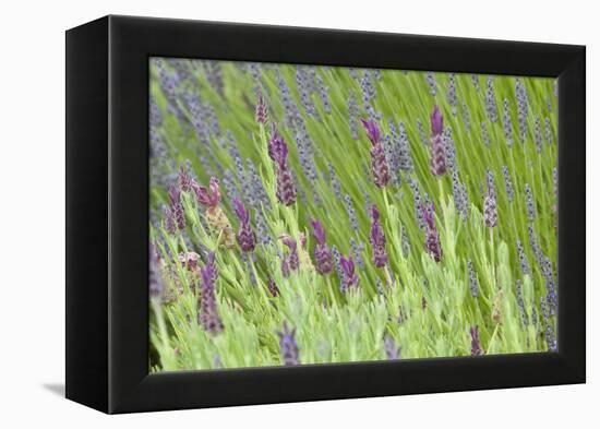 Lavender Sway I-Dana Styber-Framed Premier Image Canvas