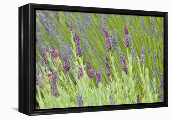 Lavender Sway I-Dana Styber-Framed Premier Image Canvas