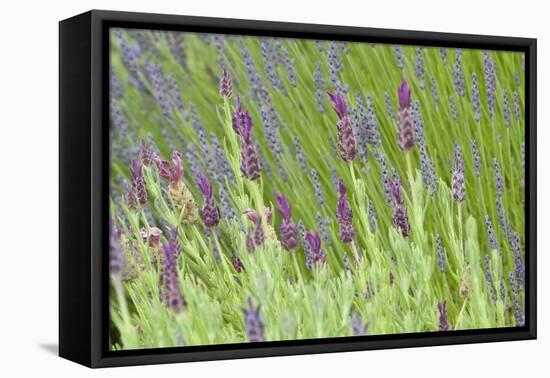 Lavender Sway I-Dana Styber-Framed Premier Image Canvas