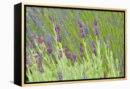 Lavender Sway I-Dana Styber-Framed Premier Image Canvas