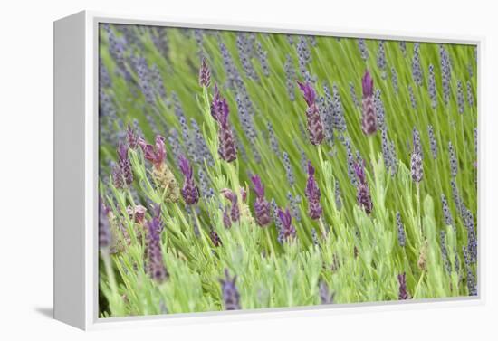 Lavender Sway I-Dana Styber-Framed Premier Image Canvas