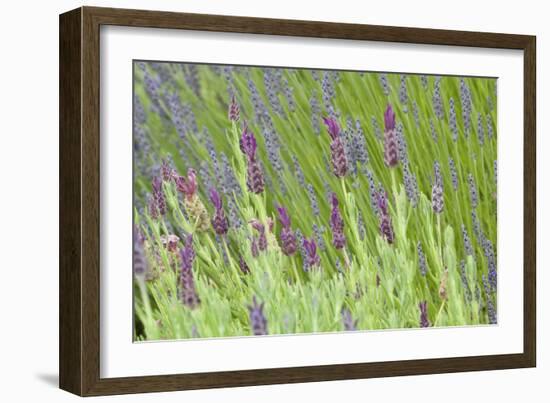 Lavender Sway I-Dana Styber-Framed Photographic Print