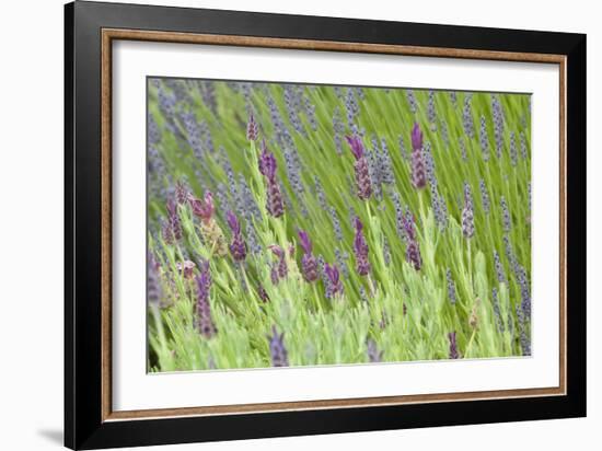 Lavender Sway I-Dana Styber-Framed Photographic Print