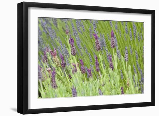 Lavender Sway I-Dana Styber-Framed Photographic Print