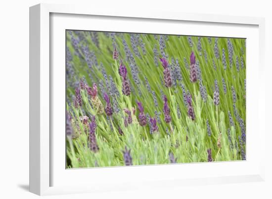 Lavender Sway I-Dana Styber-Framed Photographic Print