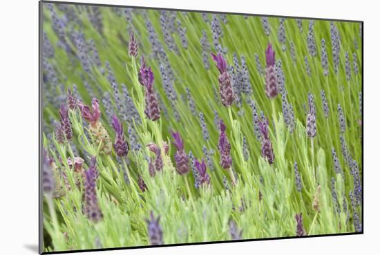 Lavender Sway I-Dana Styber-Mounted Photographic Print