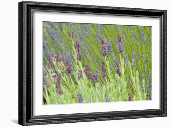 Lavender Sway I-Dana Styber-Framed Photographic Print