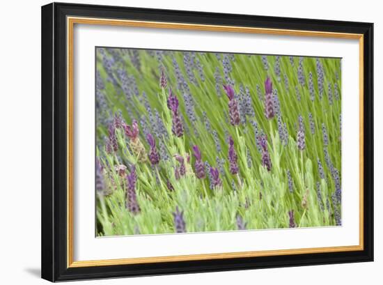 Lavender Sway I-Dana Styber-Framed Photographic Print