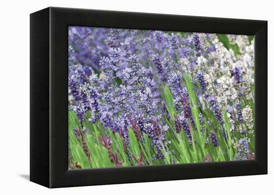 Lavender Sway II-Dana Styber-Framed Premier Image Canvas