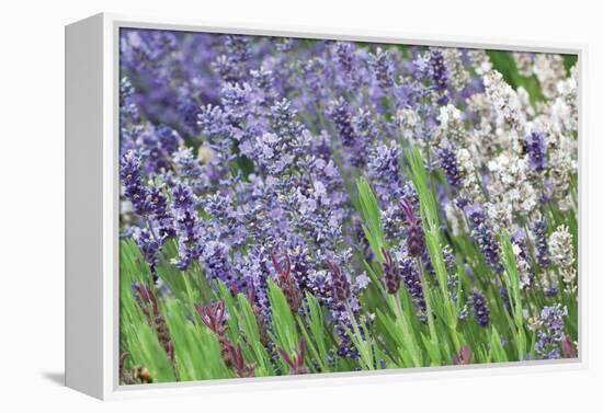 Lavender Sway II-Dana Styber-Framed Premier Image Canvas