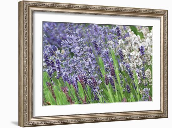 Lavender Sway II-Dana Styber-Framed Photographic Print