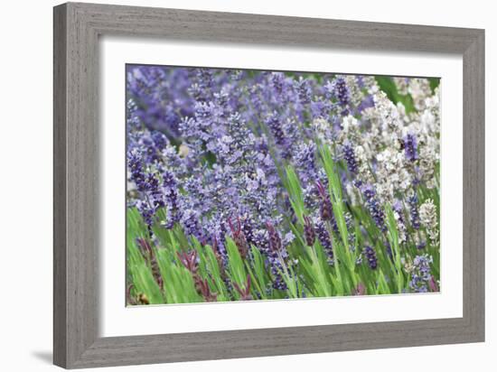 Lavender Sway II-Dana Styber-Framed Photographic Print