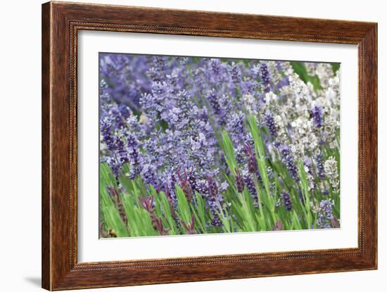 Lavender Sway II-Dana Styber-Framed Photographic Print