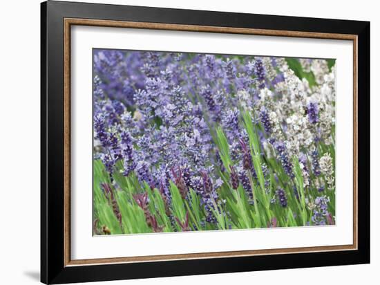 Lavender Sway II-Dana Styber-Framed Photographic Print