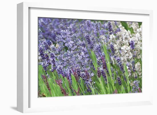 Lavender Sway II-Dana Styber-Framed Photographic Print