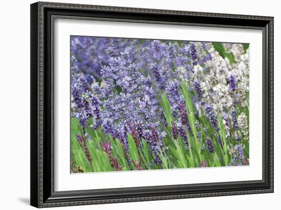 Lavender Sway II-Dana Styber-Framed Photographic Print