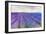 Lavender VI-Li Bo-Framed Giclee Print