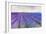 Lavender VI-Li Bo-Framed Giclee Print