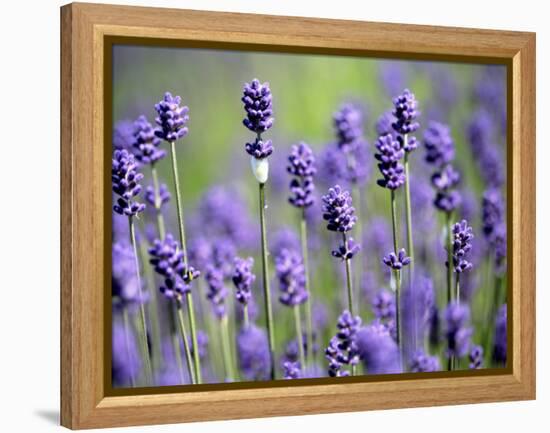 Lavender-null-Framed Premier Image Canvas