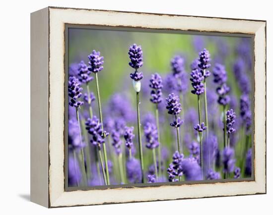 Lavender-null-Framed Premier Image Canvas