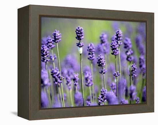 Lavender-null-Framed Premier Image Canvas