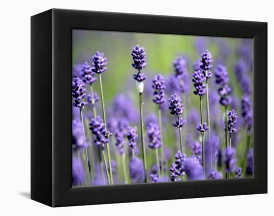 Lavender-null-Framed Premier Image Canvas