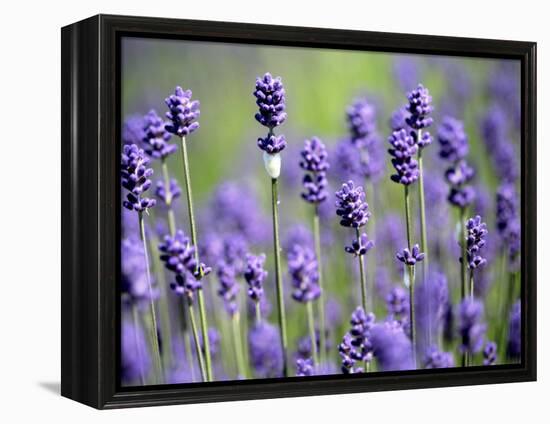 Lavender-null-Framed Premier Image Canvas