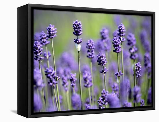 Lavender-null-Framed Premier Image Canvas
