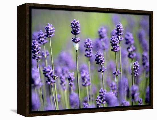 Lavender-null-Framed Premier Image Canvas