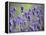 Lavender-null-Framed Premier Image Canvas