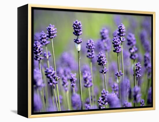 Lavender-null-Framed Premier Image Canvas