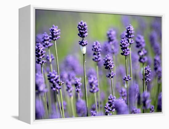 Lavender-null-Framed Premier Image Canvas