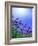 Lavender-null-Framed Photographic Print