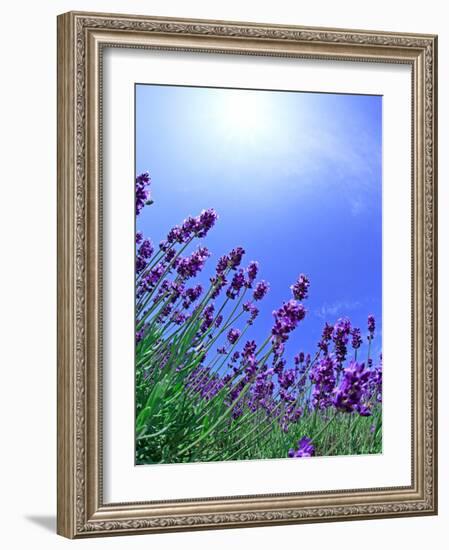 Lavender-null-Framed Photographic Print